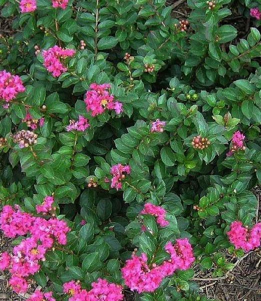 Lagerstroemia Indica Rubra Repens